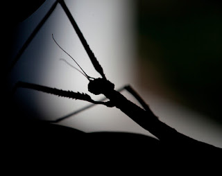 El Quinto Sol. Diario de un Observador Existe un grupo de insectos sociales que mantiene el equilibrio en la tierra y hace que los ecosistemas funcionen en toda su plenitud y equilibrio. Sin estos insectos el equilibrio se pierde.