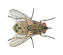 Stomoxys calcitrans Jenis-Jenis Arthropoda Patogen (Sikilus Hidup, Gejala Klinis, Pencegahan & Pengobatan)