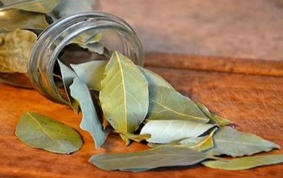 Bay Leaf
