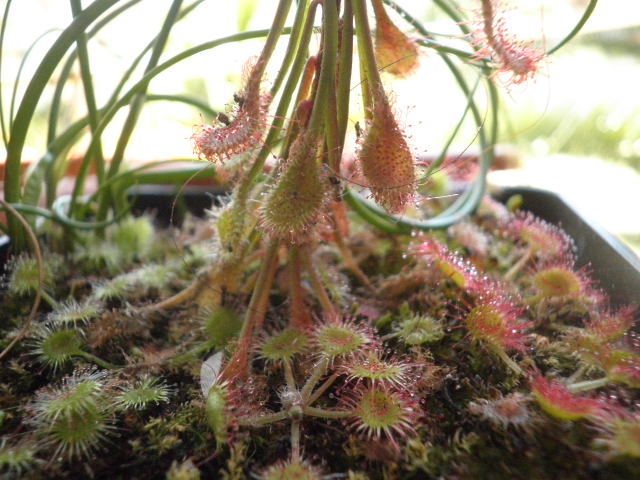 Drosera rotundifolia e madagascarensis