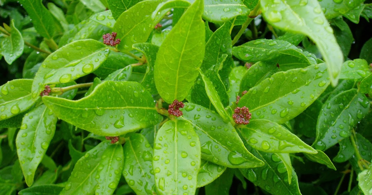 Plantas Mediterraneas Para Jardines De Bajo Mantenimiento