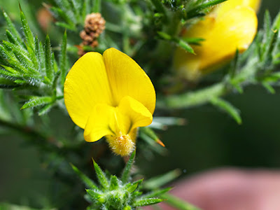 Flores amarillas de Tojo o escajo (Ulex cantabricus)