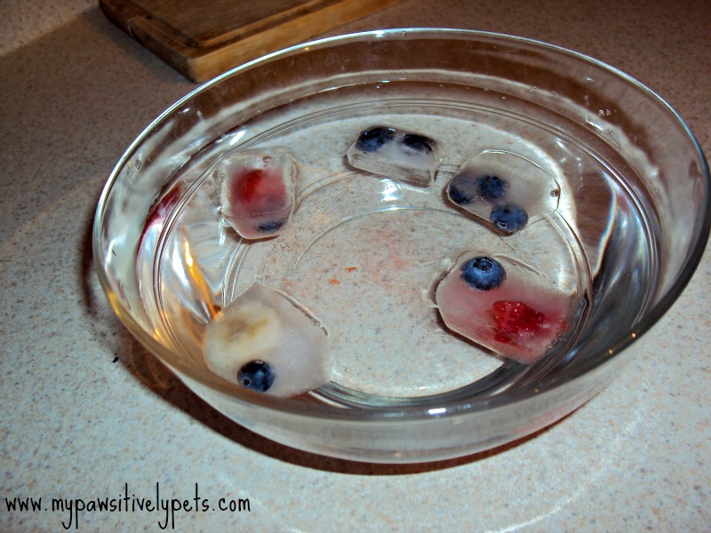 Refreshing Frozen Fruit Cubes for Your Dog Pawsitively Pets