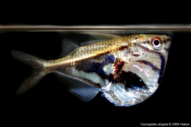 Freshwater HatchetFish Fun Animals Wiki, Videos, Pictures, Stories