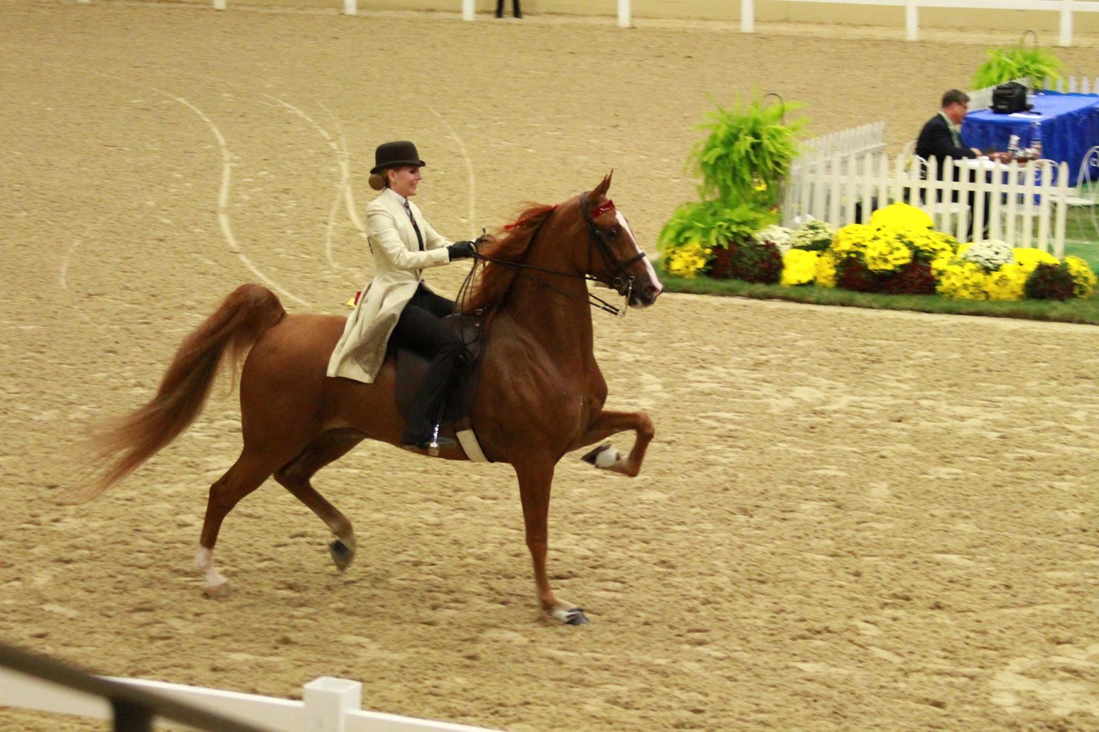 The American Saddlebred 10/3/15 Kentucky Fall Classic Horse Show