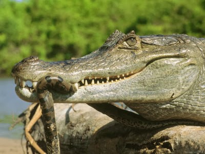 amazon jungle predators amazon jungle predators