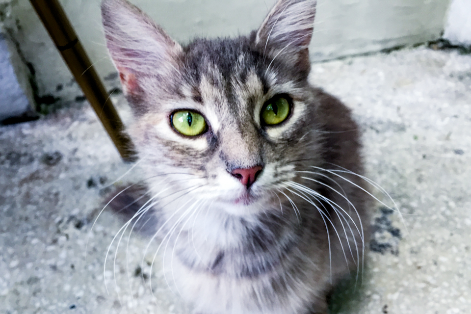 ink + adventure the cats of Istanbul