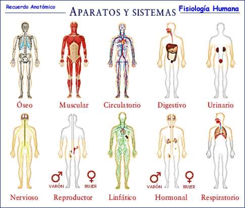sistemas del cuerpo humano