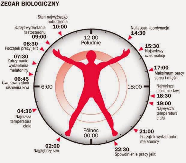 Zegar biologiczny człowieka