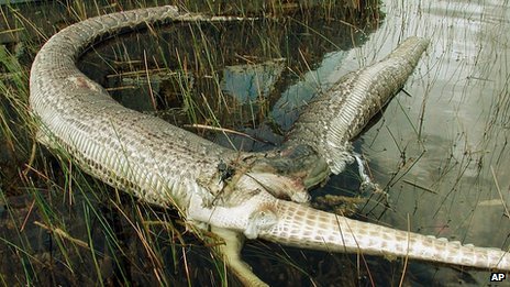 The Paranormalistics: Largest Python Ever Caught in Florida