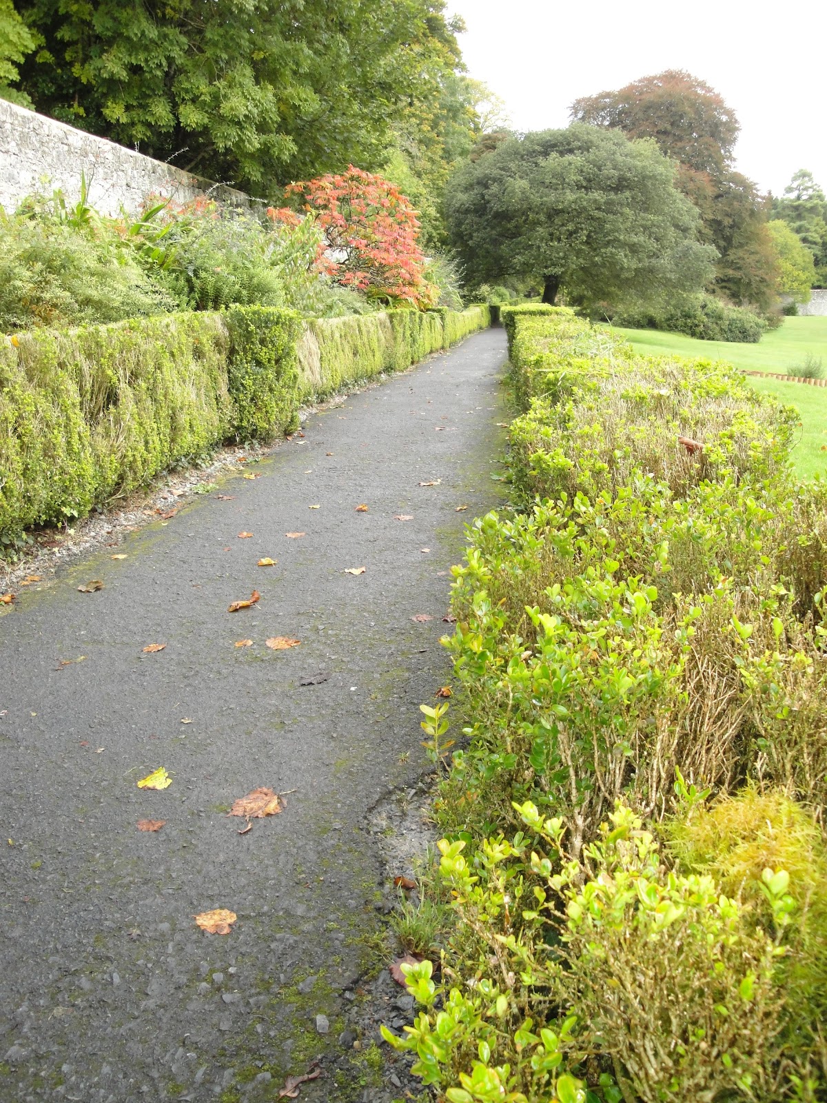 Galway Gal Kerry, Part I lime trees and turrets