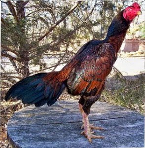 Gambar Ayam Birma yang ada di Indonesia | Ayam Bangkok Asli