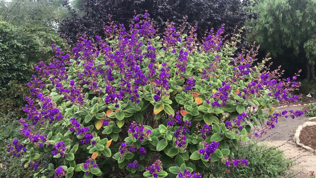 Jardim Tupiniquim Orelha de Onça (Pleroma heteromallum/Tibouchina heteromalla) Jardim Tupiniquim Orelha de Onça (Pleroma heteromallum/Tibouchina heteromalla)