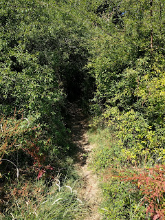 A long, narrow tree tunnel