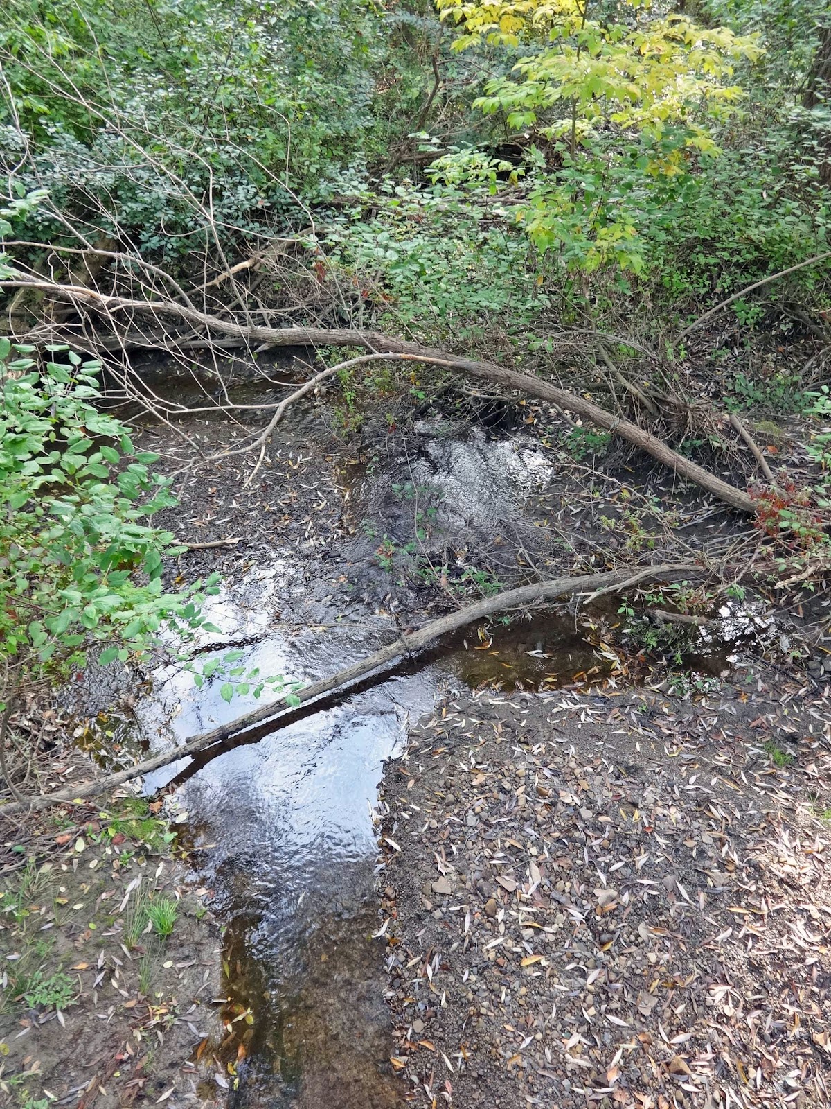 Jax Stumpes Nature in Shaker Heights, OH (8/2013)