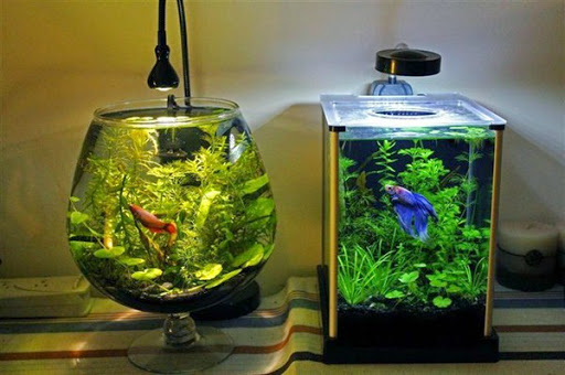 Model Aquarium Ikan Hias Yang Simple Sederhana Unik Dan Model Aquarium Ikan Hias Yang Simple Sederhana Unik Dan