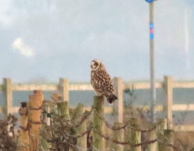 Short-eared Owl - River Clwyd