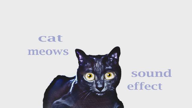 cartoon cat sounds cartoon cat sounds