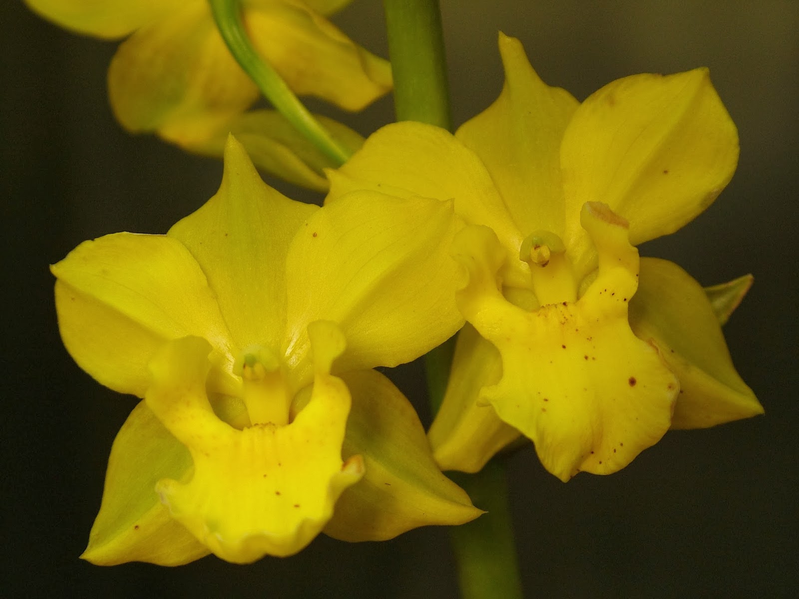 Tradições Populares das Vertentes: Folclore das Orquídeas