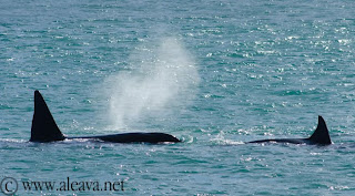 orcas en Punta Norte Península Valdés