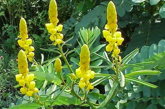 Gambar Habitat Asli Pohon Jati