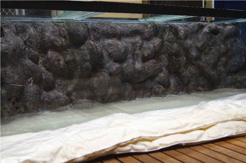 Diy Spray Foam Aquarium Background 1000+ Aquarium Ideas