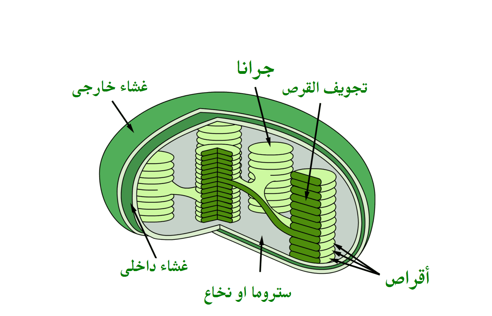 البلاستيدات في توجد الخلايا الخضراء اين توجد