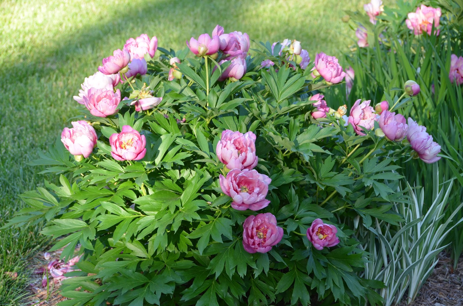Southern Peony: 2015 Peony Companion Plants Japanese Iris