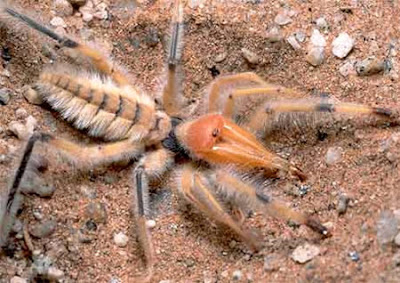 Giant Camel Spider, Arachnid Solifugae