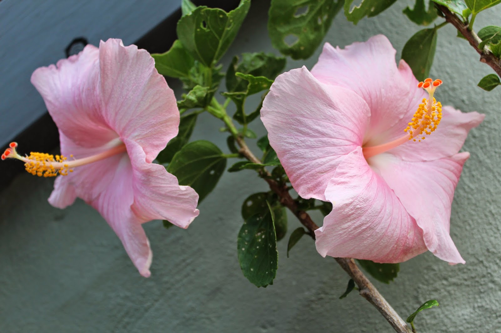 Florez Nursery: Hibiscus rosa-sinensis 'Boondah'