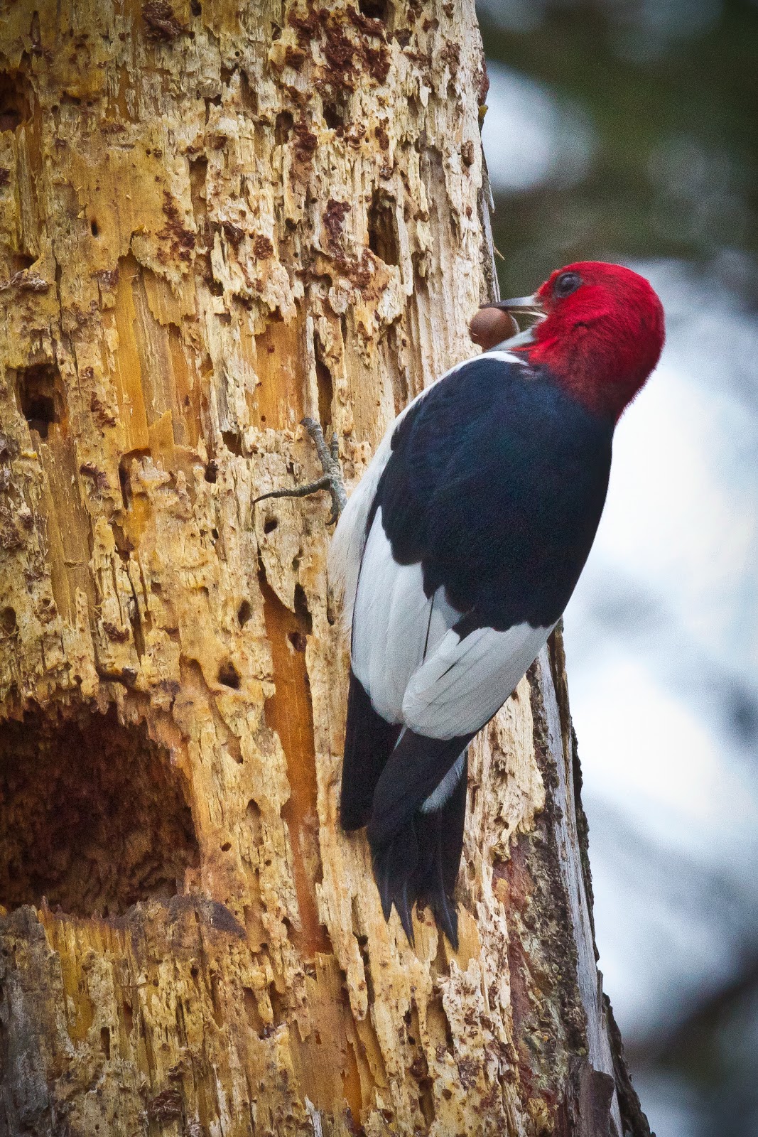 Feather Tailed Stories Redheaded Woodpecker