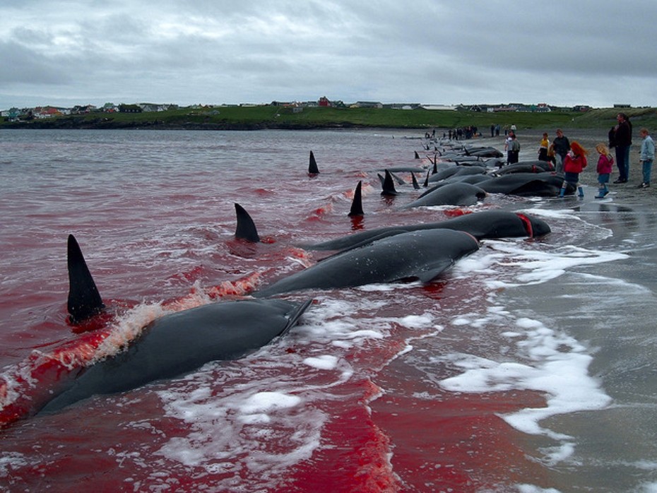 Islas Feroe. Dinamarca. Jan Egil Kristiansen, el autor de la foto, reconoce comer carne de ballena.