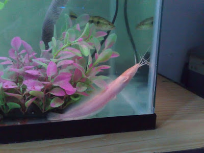 Ikan Hias Akuarium Tanpa Oksigen Ikan Hias Akuarium Tanpa Oksigen