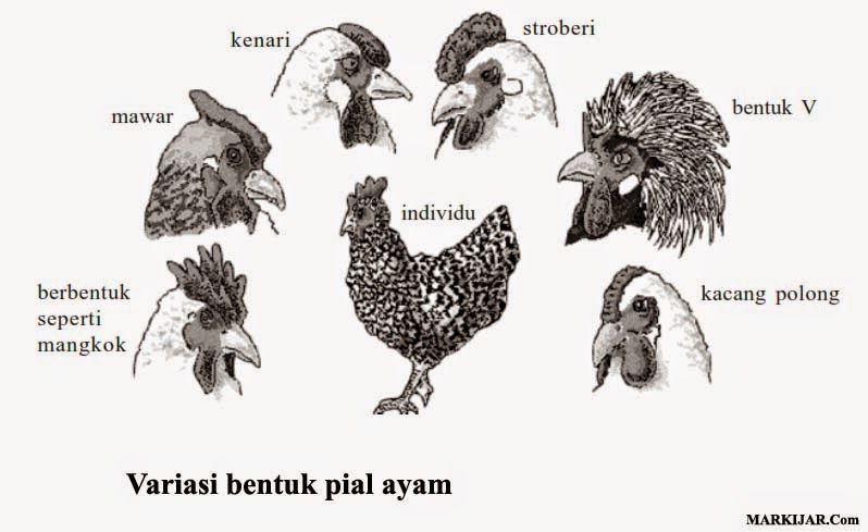 Keanekaragaman Hayati Markijar Com
