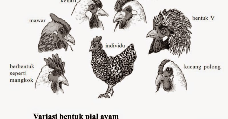 Newest Soal Hot Keanekaragaman Hayati, Paling Heboh!