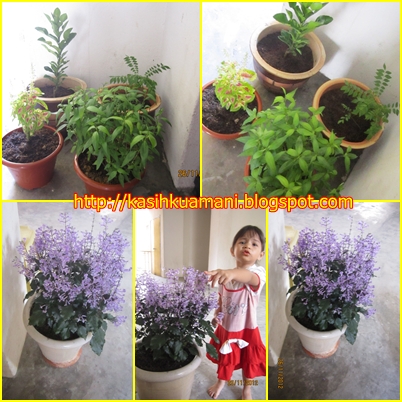 77+ Pokok Bunga Hiasan Depan Rumah