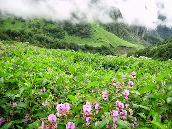 Good-bye Valley of Flowers