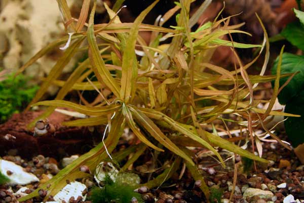 Vsyo Ob Akvariumnyh Rasteniyah Stati Foto Prodazha Gigrofily