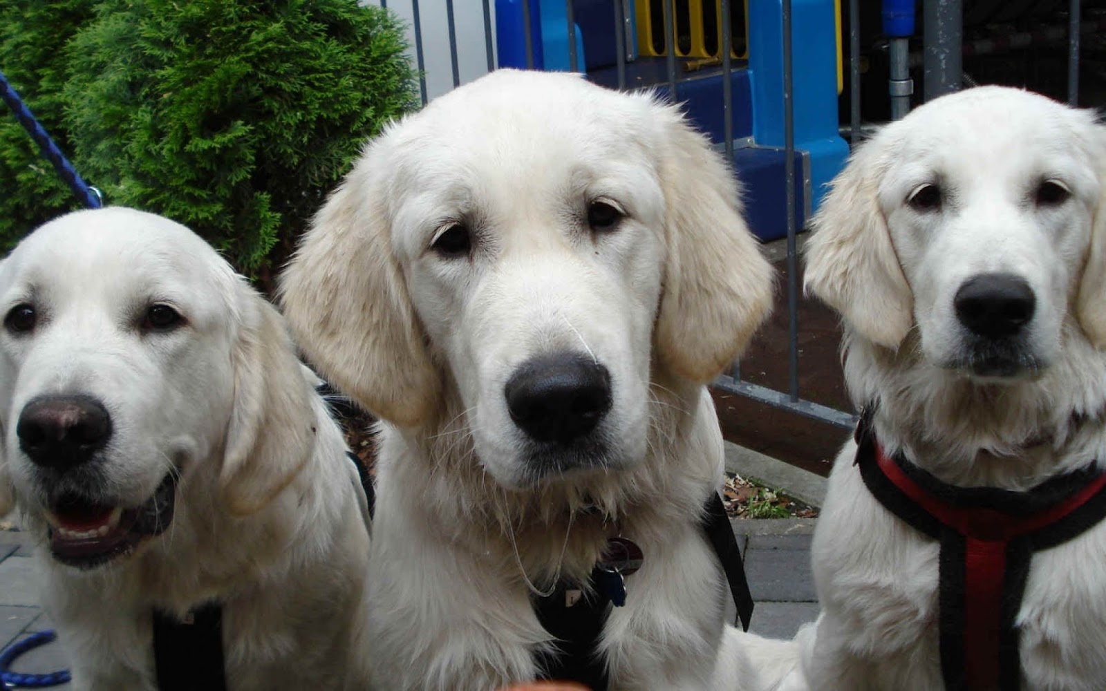 4K Sevimli köpek duvar kağıdı