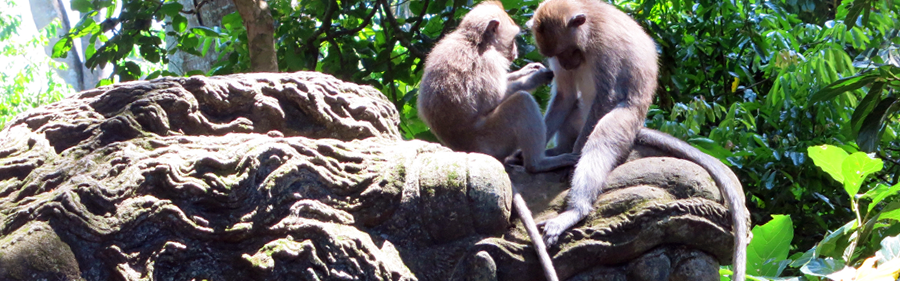 #Monkey Forest