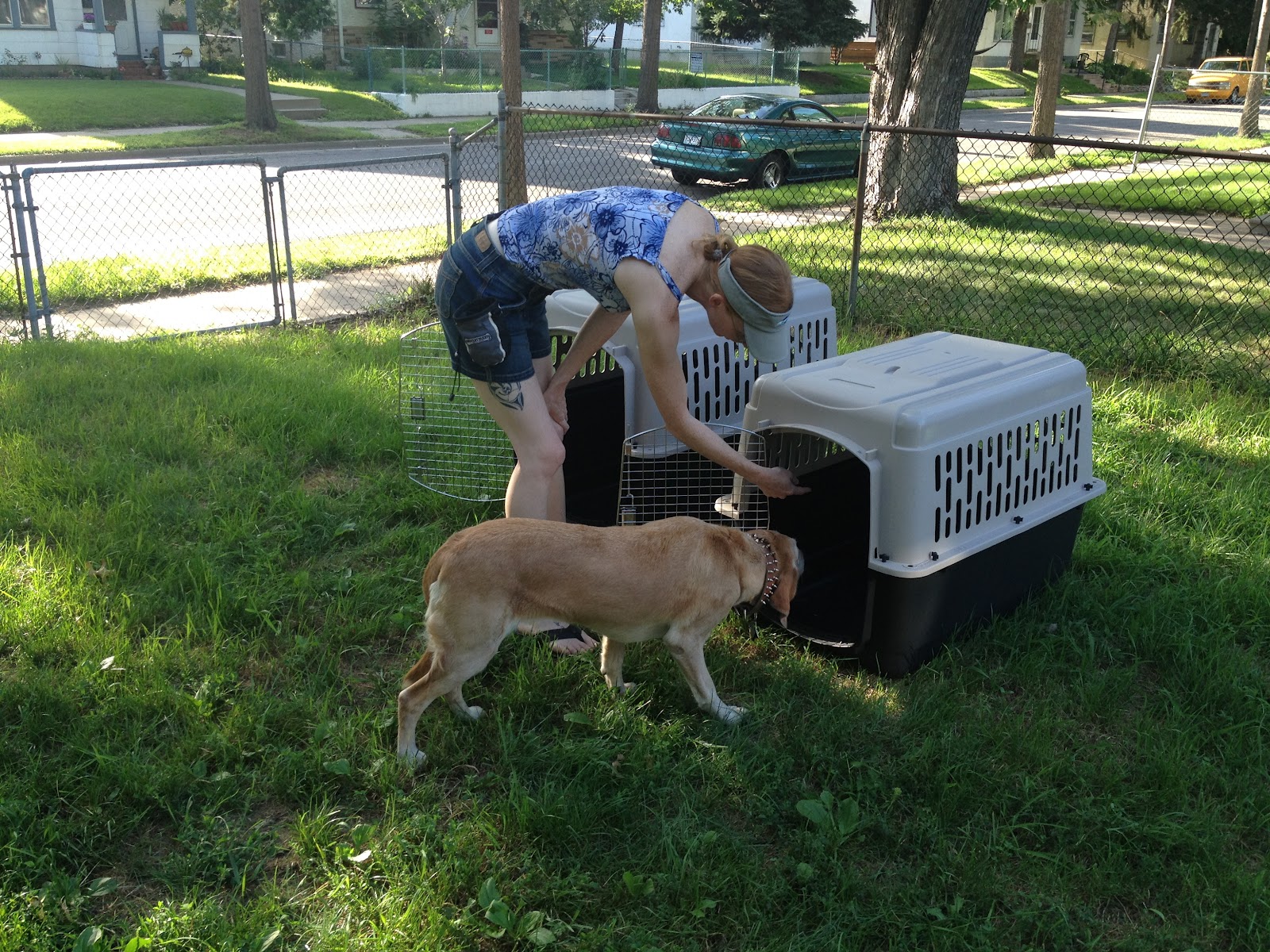 Such Good Dogs Kennel Training