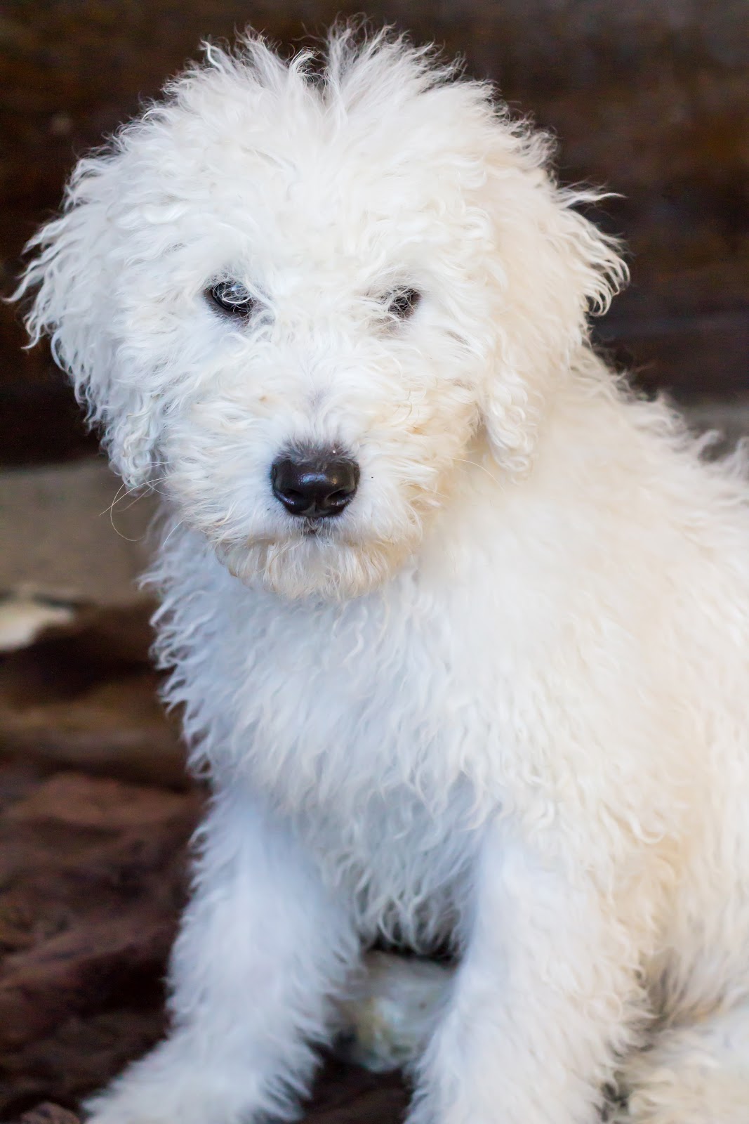 Comondor Puppy / Komondor Puppy for Sale, show, pet or LGD puppies for
