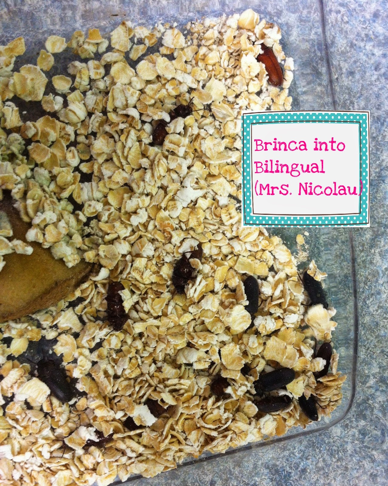 Brinca Into Bilingual Mrs Nicolau Life Cycle Of Frogs And Mealworms