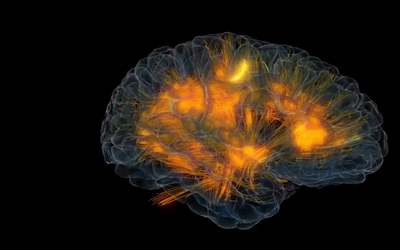 The Monkey Buddha: Visualizing Brain Activity