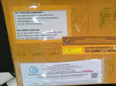Kirim Guppy Surabaya Karangpilang Jual Guppy Surabaya Karangpilang, Harga Guppy Surabaya Karangpilang, Toko Guppy Surabaya Karangpilang, Diskon Guppy Surabaya Karangpilang, Beli Guppy Surabaya Karangpilang, Review Guppy Surabaya Karangpilang, Promo Guppy Surabaya Karangpilang, Spesifikasi Guppy Surabaya Karangpilang, Guppy Surabaya Karangpilang Murah, Guppy Surabaya Karangpilang Asli, Guppy Surabaya Karangpilang Original, Guppy Surabaya Karangpilang Jakarta, Jenis Guppy Surabaya Karangpilang, Budidaya Guppy Surabaya Karangpilang, Peternak Guppy Surabaya Karangpilang, Cara Merawat Guppy Surabaya Karangpilang, Tips Merawat Guppy Surabaya Karangpilang, Bagaimana cara merawat Guppy Surabaya Karangpilang, Bagaimana mengobati Guppy Surabaya Karangpilang, Ciri-Ciri Hamil Guppy Surabaya Karangpilang, Kandang Guppy Surabaya Karangpilang, Ternak Guppy Surabaya Karangpilang, Makanan Guppy Surabaya Karangpilang, guppy breeding Guppy Surabaya Karangpilang, guppies for sale Guppy Surabaya Karangpilang, guppy care Guppy Surabaya Karangpilang, breeding guppies Guppy Surabaya Karangpilang, male guppies Guppy Surabaya Karangpilang, female guppies Guppy Surabaya Karangpilang, guppy aquarium Guppy Surabaya Karangpilang, baby guppies Guppy Surabaya Karangpilang, poecilia reticulata Guppy Surabaya Karangpilang, guppy tank Guppy Surabaya Karangpilang, guppy fry Guppy Surabaya Karangpilang, guppy giving birth Guppy Surabaya Karangpilang, how long do guppies live Guppy Surabaya Karangpilang, guppys Guppy Surabaya Karangpilang, guppy guppy Guppy Surabaya Karangpilang, guppy food Guppy Surabaya Karangpilang, guppy breeding tank Guppy Surabaya Karangpilang, fantail guppy Guppy Surabaya Karangpilang, guppy breeds Guppy Surabaya Karangpilang, guppy s Guppy Surabaya Karangpilang, wild guppies Guppy Surabaya Karangpilang, guppy babies Guppy Surabaya Karangpilang, guppy varieties Guppy Surabaya Karangpilang, freshwater guppies Guppy Surabaya Karangpilang, guppy female Guppy Surabaya Karangpilang, tropical guppies Guppy Surabaya Karangpilang, female guppies for sale Guppy Surabaya Karangpilang, guppy price Guppy Surabaya Karangpilang, raising guppies Guppy Surabaya Karangpilang, guppies for sale online Guppy Surabaya Karangpilang, guppy info Guppy Surabaya Karangpilang, buy guppies online Guppy Surabaya Karangpilang, guppy sale Guppy Surabaya Karangpilang, buy guppies Guppy Surabaya Karangpilang, guppy diseases Guppy Surabaya Karangpilang, guppies online Guppy Surabaya Karangpilang, caring for guppies Guppy Surabaya Karangpilang, best food for guppies Guppy Surabaya Karangpilang, food for guppies Guppy Surabaya Karangpilang, blue guppy Guppy Surabaya Karangpilang, guppy breeding setup Guppy Surabaya Karangpilang, guppy birth Guppy Surabaya Karangpilang, guppy species Guppy Surabaya Karangpilang, gestation period for guppies Guppy Surabaya Karangpilang, guppys online Guppy Surabaya Karangpilang, guppy care sheet Guppy Surabaya Karangpilang, guppy blue Guppy Surabaya Karangpilang, keeping guppies Guppy Surabaya Karangpilang, guppies for sale cheap Guppy Surabaya Karangpilang, the guppy Guppy Surabaya Karangpilang, guppy breeding cycle Guppy Surabaya Karangpilang, show guppies Guppy Surabaya Karangpilang, thai guppy Guppy Surabaya Karangpilang, male and female guppies Guppy Surabaya Karangpilang, what to feed baby guppies Guppy Surabaya Karangpilang, yellow guppy Guppy Surabaya Karangpilang, guppy names Guppy Surabaya Karangpilang, guppy gestation period Guppy Surabaya Karangpilang, feeding guppies Guppy Surabaya Karangpilang, guppy genetics Guppy Surabaya Karangpilang, guppy show Guppy Surabaya Karangpilang, turquoise guppy Guppy Surabaya Karangpilang, guppy fry care Guppy Surabaya Karangpilang, guppy games Guppy Surabaya Karangpilang, guppy gestation Guppy Surabaya Karangpilang, guppy colors Guppy Surabaya Karangpilang, guppy tank setup Guppy Surabaya Karangpilang, trinidadian guppies Guppy Surabaya Karangpilang, guppies having babies Guppy Surabaya Karangpilang, guppy strains Guppy Surabaya Karangpilang, what do guppies eat Guppy Surabaya Karangpilang, what to feed guppies Guppy Surabaya Karangpilang, guppy life span Guppy Surabaya Karangpilang, how to care for guppies Guppy Surabaya Karangpilang, guppy male and female Guppy Surabaya Karangpilang, what is a guppy Guppy Surabaya Karangpilang, guppy natural habitat Guppy Surabaya Karangpilang, german guppy Guppy Surabaya Karangpilang, guppy poecilia reticulata Guppy Surabaya Karangpilang, guppy images Guppy Surabaya Karangpilang, images of guppies Guppy Surabaya Karangpilang, fishguppy Guppy Surabaya Karangpilang, guppy facts Guppy Surabaya Karangpilang, how many babies do guppies have Guppy Surabaya Karangpilang, how big do guppies get Guppy Surabaya Karangpilang, how to take care of guppies Guppy Surabaya Karangpilang, fan tailed guppies Guppy Surabaya Karangpilang, guppy pregnant Guppy Surabaya Karangpilang, guppy life cycle Guppy Surabaya Karangpilang, temperature for guppies Guppy Surabaya Karangpilang, what are guppies Guppy Surabaya Karangpilang, guppies restaurant Guppy Surabaya Karangpilang, guppy definition Guppy Surabaya Karangpilang, guppy meaning Guppy Surabaya Karangpilang, guppy size Guppy Surabaya Karangpilang, define guppy Guppy Surabaya Karangpilang, guppy wiki Guppy Surabaya Karangpilang, how do guppies give birth Guppy Surabaya Karangpilang, baby guppys Guppy Surabaya Karangpilang, guppies bar Guppy Surabaya Karangpilang, how many fry do guppies have Guppy Surabaya Karangpilang, guppy behavior Guppy Surabaya Karangpilang, how many babies does a guppy have Guppy Surabaya Karangpilang, where do guppies come from Guppy Surabaya Karangpilang, how do guppies reproduce Guppy Surabaya Karangpilang, what does guppy mean Guppy Surabaya Karangpilang, what is guppy Guppy Surabaya Karangpilang, types of guppy Guppy Surabaya Karangpilang, guppy guppies Guppy Surabaya Karangpilang, guppy house hours Guppy Surabaya Karangpilang, guppys on the go Guppy Surabaya Karangpilang, guppys restaurant Guppy Surabaya Karangpilang, guppies definition Guppy Surabaya Karangpilang, do guppies eat their babies Guppy Surabaya Karangpilang, gestation guppy Guppy Surabaya Karangpilang, bubble guppies Guppy Surabaya Karangpilang, guppy Guppy Surabaya Karangpilang, Guppy Surabaya Karangpilang Jakarta, Guppy Surabaya Karangpilang Bandung, Guppy Surabaya Karangpilang Medan, Guppy Surabaya Karangpilang Bali, Guppy Surabaya Karangpilang Makassar, Guppy Surabaya Karangpilang Jambi, Guppy Surabaya Karangpilang Pekanbaru, Guppy Surabaya Karangpilang Palembang, Guppy Surabaya Karangpilang Sumatera, Guppy Surabaya Karangpilang Langsa, Guppy Surabaya Karangpilang Lhokseumawe, Guppy Surabaya Karangpilang Meulaboh, Guppy Surabaya Karangpilang Sabang, Guppy Surabaya Karangpilang Subulussalam, Guppy Surabaya Karangpilang Denpasar, Guppy Surabaya Karangpilang Pangkalpinang, Guppy Surabaya Karangpilang Cilegon, Guppy Surabaya Karangpilang Serang, Guppy Surabaya Karangpilang Tangerang Selatan, Guppy Surabaya Karangpilang Tangerang, Guppy Surabaya Karangpilang Bengkulu, Guppy Surabaya Karangpilang Gorontalo, Guppy Surabaya Karangpilang Kota Administrasi Jakarta Barat, Guppy Surabaya Karangpilang Kota Administrasi Jakarta Pusat, Guppy Surabaya Karangpilang Kota Administrasi Jakarta Selatan, Guppy Surabaya Karangpilang Kota Administrasi Jakarta Timur, Guppy Surabaya Karangpilang Kota Administrasi Jakarta Utara, Guppy Surabaya Karangpilang Sungai Penuh, Guppy Surabaya Karangpilang Jambi, Guppy Surabaya Karangpilang Bandung, Guppy Surabaya Karangpilang Bekasi, Guppy Surabaya Karangpilang Bogor, Guppy Surabaya Karangpilang Cimahi, Guppy Surabaya Karangpilang Cirebon, Guppy Surabaya Karangpilang Depok, Guppy Surabaya Karangpilang Sukabumi, Guppy Surabaya Karangpilang Tasikmalaya, Guppy Surabaya Karangpilang Banjar, Guppy Surabaya Karangpilang Magelang, Guppy Surabaya Karangpilang Pekalongan, Guppy Surabaya Karangpilang Purwokerto, Guppy Surabaya Karangpilang Salatiga, Guppy Surabaya Karangpilang Semarang, Guppy Surabaya Karangpilang Surakarta, Guppy Surabaya Karangpilang Tegal, Guppy Surabaya Karangpilang Batu, Guppy Surabaya Karangpilang Blitar, Guppy Surabaya Karangpilang Kediri, Guppy Surabaya Karangpilang Madiun, Guppy Surabaya Karangpilang Malang, Guppy Surabaya Karangpilang Mojokerto, Guppy Surabaya Karangpilang Pasuruan, Guppy Surabaya Karangpilang Probolinggo, Guppy Surabaya Karangpilang Surabaya, Guppy Surabaya Karangpilang Pontianak, Guppy Surabaya Karangpilang Singkawang, Guppy Surabaya Karangpilang Banjarbaru, Guppy Surabaya Karangpilang Banjarmasin, Guppy Surabaya Karangpilang Palangkaraya, Guppy Surabaya Karangpilang Balikpapan, Guppy Surabaya Karangpilang Bontang, Guppy Surabaya Karangpilang Samarinda, Guppy Surabaya Karangpilang Tarakan, Guppy Surabaya Karangpilang Batam, Guppy Surabaya Karangpilang Tanjungpinang, Guppy Surabaya Karangpilang Bandar Lampung, Guppy Surabaya Karangpilang Kotabumi, Guppy Surabaya Karangpilang Liwa, Guppy Surabaya Karangpilang Metro, Guppy Surabaya Karangpilang Ternate, Guppy Surabaya Karangpilang Tidore Kepulauan, Guppy Surabaya Karangpilang Ambon, Guppy Surabaya Karangpilang Tual, Guppy Surabaya Karangpilang Bima, Guppy Surabaya Karangpilang Mataram, Guppy Surabaya Karangpilang Kupang, Guppy Surabaya Karangpilang Sorong, Guppy Surabaya Karangpilang Jayapura, Guppy Surabaya Karangpilang Dumai, Guppy Surabaya Karangpilang Pekanbaru, Guppy Surabaya Karangpilang Makassar, Guppy Surabaya Karangpilang Palopo, Guppy Surabaya Karangpilang Parepare, Guppy Surabaya Karangpilang Palu, Guppy Surabaya Karangpilang Bau-Bau, Guppy Surabaya Karangpilang Kendari, Guppy Surabaya Karangpilang Bitung, Guppy Surabaya Karangpilang Kotamobagu, Guppy Surabaya Karangpilang Manado, Guppy Surabaya Karangpilang Tomohon, Guppy Surabaya Karangpilang Bukittinggi, Guppy Surabaya Karangpilang Padang, Guppy Surabaya Karangpilang Padangpanjang, Guppy Surabaya Karangpilang Pariaman, Guppy Surabaya Karangpilang Payakumbuh, Guppy Surabaya Karangpilang Sawahlunto, Guppy Surabaya Karangpilang Solok, Guppy Surabaya Karangpilang Lubuklinggau, Guppy Surabaya Karangpilang Pagaralam, Guppy Surabaya Karangpilang Palembang, Guppy Surabaya Karangpilang Prabumulih, Guppy Surabaya Karangpilang Binjai, Guppy Surabaya Karangpilang Medan, Guppy Surabaya Karangpilang Padang Sidempuan, Guppy Surabaya Karangpilang Pematangsiantar, Guppy Surabaya Karangpilang Sibolga, Guppy Surabaya Karangpilang Tanjungbalai, Guppy Surabaya Karangpilang Tebingtinggi, Guppy Surabaya Karangpilang Yogyakarta,