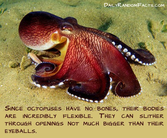 animal facts, facts about animals, interesting animal facts, octopus fact