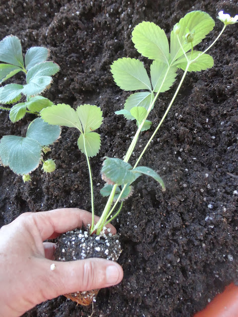 MACETÓN CON PLANTAS DE FRESAS