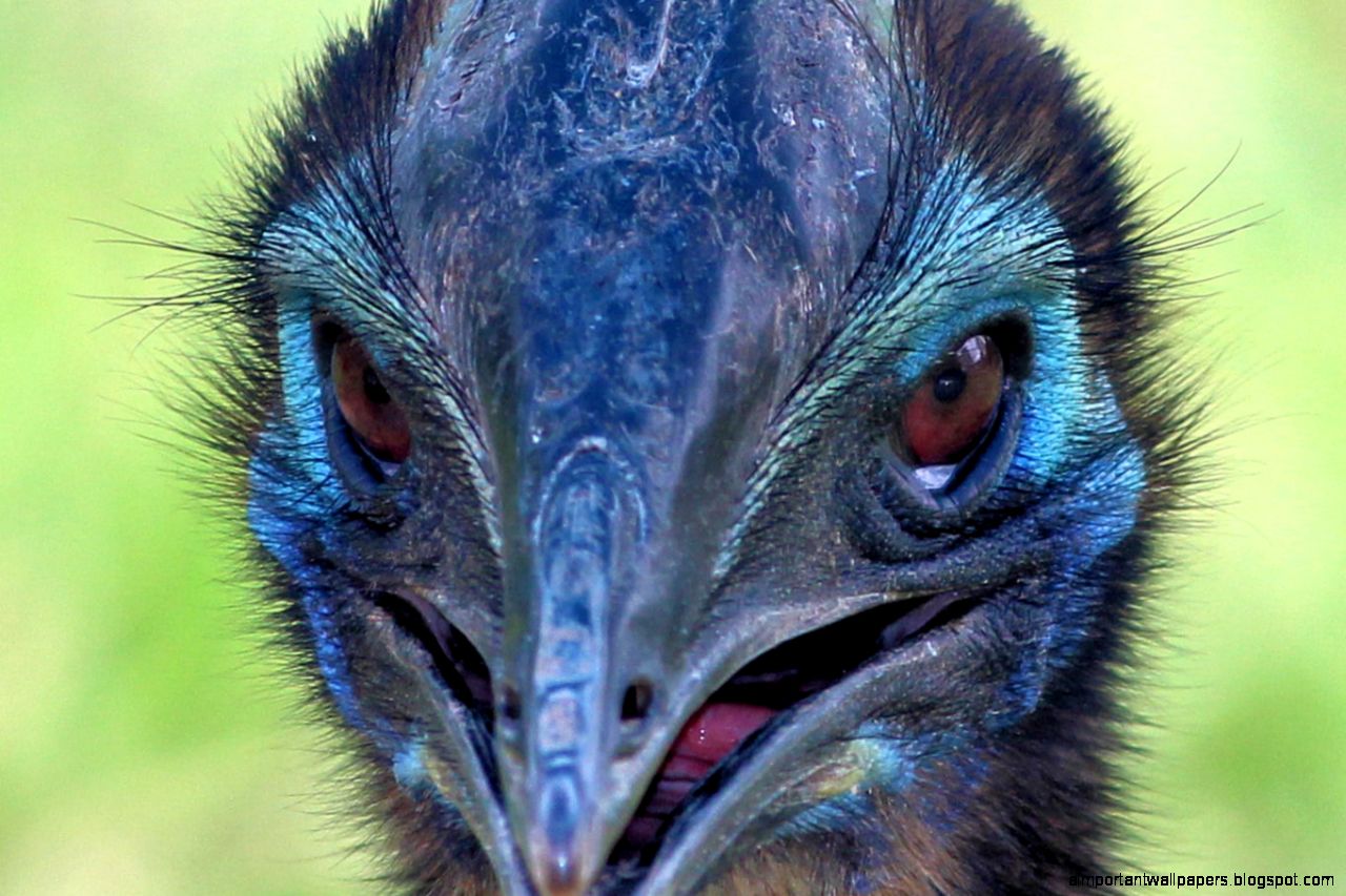 5 Cassowary HD Wallpapers  Backgrounds   Wallpaper Abyss