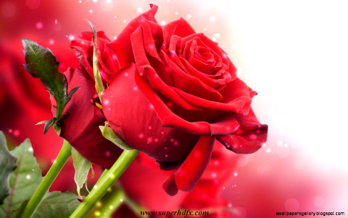 Red roses desktop hd wallpapers free   SUPERHDFX