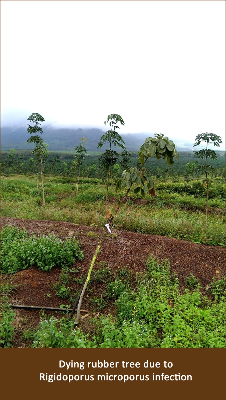 SOIL Energizer Rubber tree survived from Rigidoporus microporus